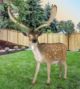 Fallow Deer Buck