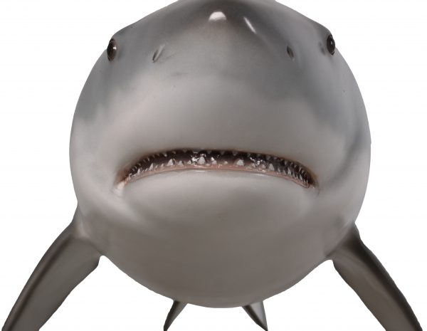 Great White Shark 6ft - Image 3