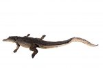 Crocodile Walking 4Ft - Image 3