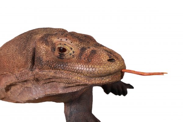 Enormous Komodo Dragon 130 Inch Long - Image 2