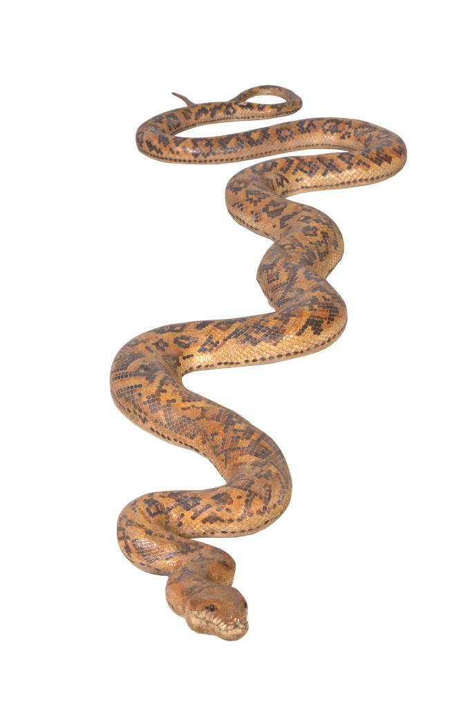 Python Snake 99.5" Long - Image 2