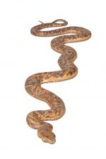 Python Snake 99.5" Long - Image 2