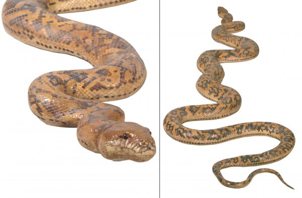 Python Snake 99.5" Long - Image 4