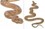 Python Snake 99.5" Long - Image 4